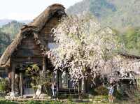 世界文化遺產日本合掌村