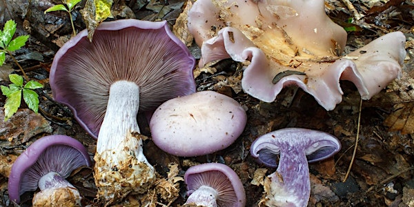 Intro to Mushroom Identification | Compost Education Centre