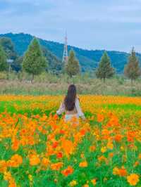 가을 대표 황화 코스모스, 합천 신소양체육공원💛