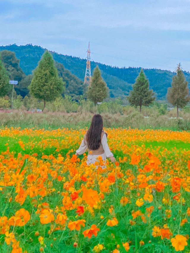 가을 대표 황화 코스모스, 합천 신소양체육공원💛