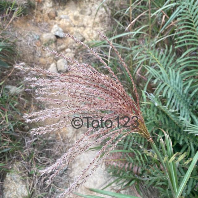 11月芒草季