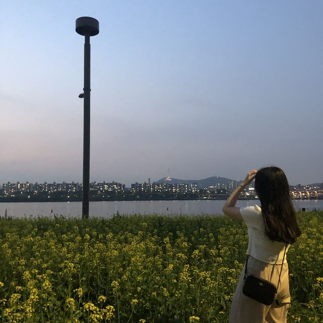 유채꽃 맛집 [반포한강공원 서래섬]