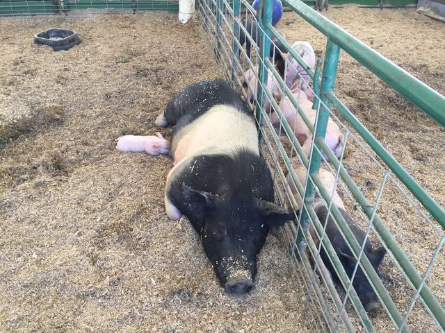 Alameda County Fair 🇺🇸