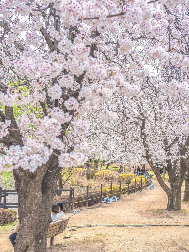 창원 벚꽃 명소는 바로 여기!!