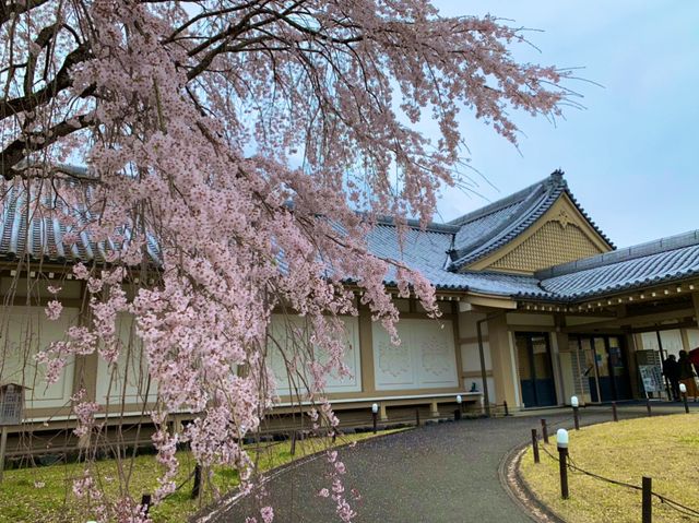 京都　SAKURA  桜めぐり❗️醍醐寺の霊宝館あたりの桜に感動❗️