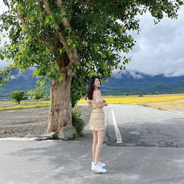 台東伯朗大道｜一望無際的稻田景色，超級遼闊