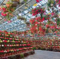 【日本 三重】日本最大規模花海 🌹🌷🌺🌸🌼