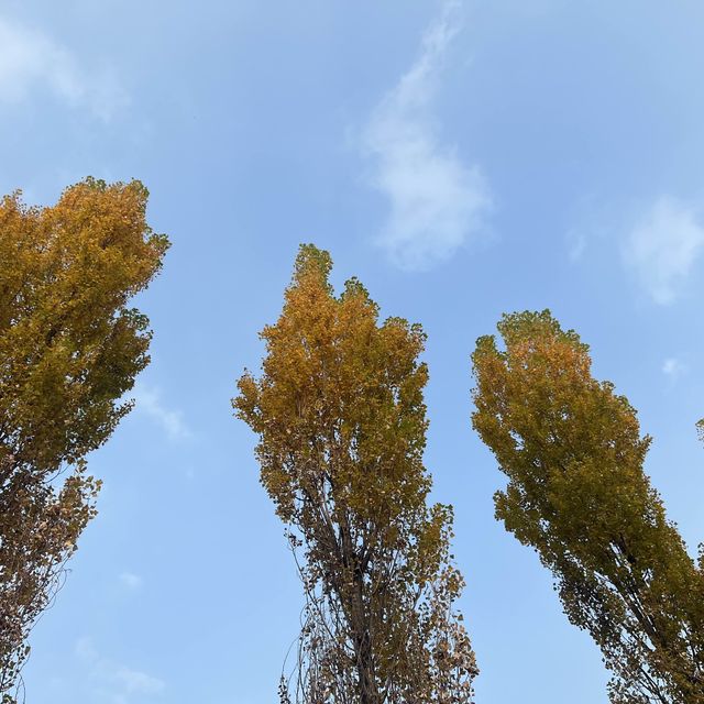 🍁은행나무 보러 여주가자~!🌞🧚🏻‍♂️🍁🍁