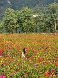 서울 근교에 이렇게 넓은 백일홍 꽃밭이 있다고? 💐