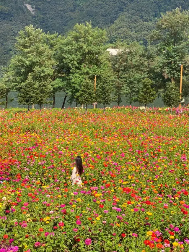 서울 근교에 이렇게 넓은 백일홍 꽃밭이 있다고? 💐