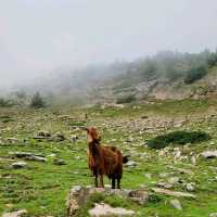 Kashmir Great Lakes Trekking