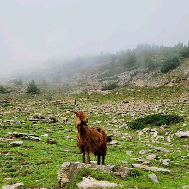 Kashmir Great Lakes Trekking