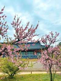 서울, 경복궁의 봄과 가을