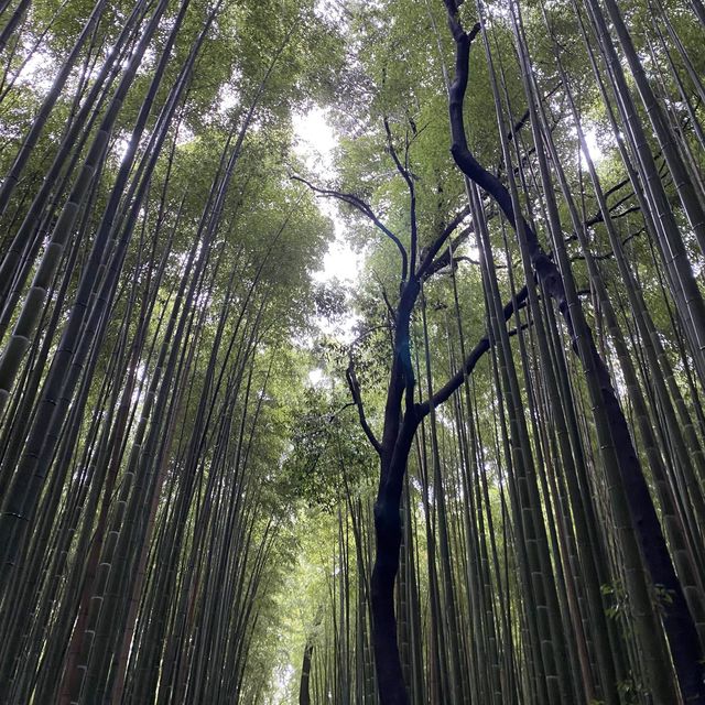日本貴族的別苑所在地 – 京都嵐山(竹林道和龜山公園)
