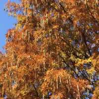 大湖公園落羽松紅了//滿滿拍照人潮