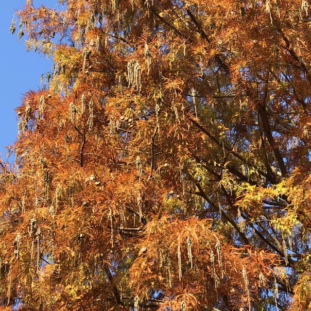 大湖公園落羽松紅了//滿滿拍照人潮