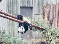 ADORABLY CHARMING BABY PANDAS 
