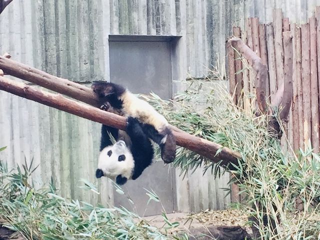 ADORABLY CHARMING BABY PANDAS 