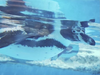 珠海長隆海洋王國