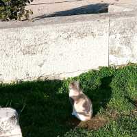 아테네 아고라에서 만난 고양이들