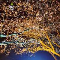 【伊豆】河津桜