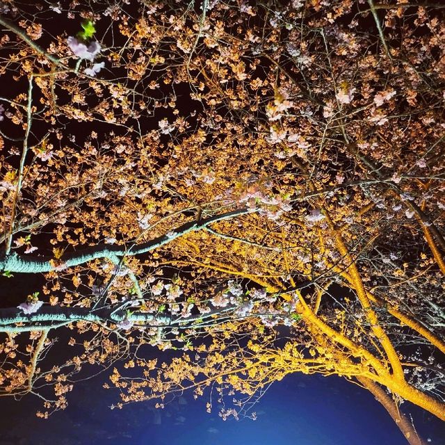 【伊豆】河津桜