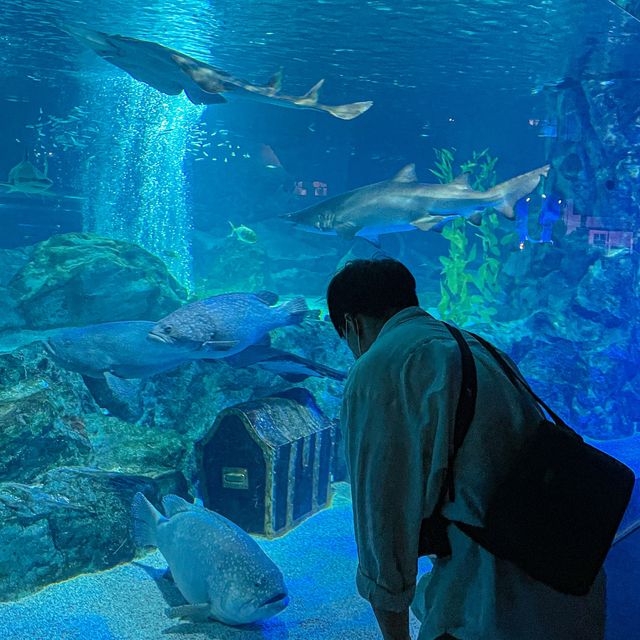 도심 속에서 만나는 바다 속 세상, 코엑스 아쿠아리움🐠