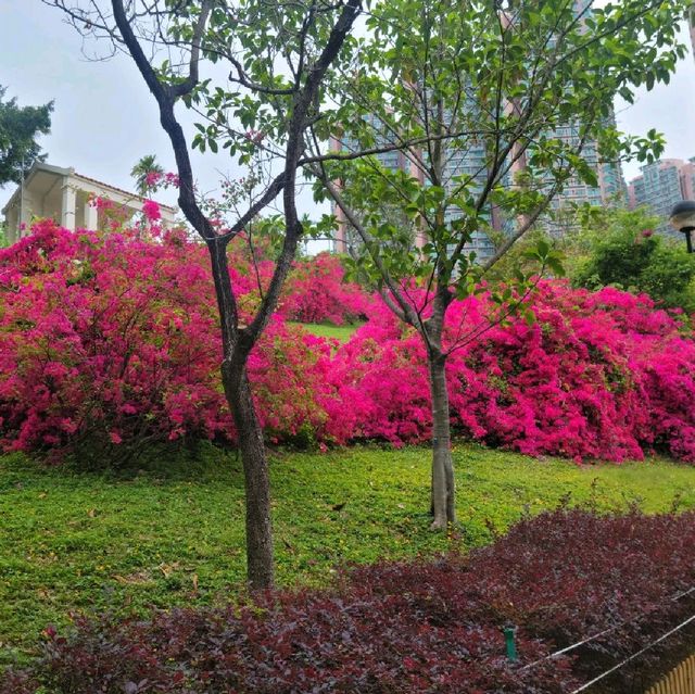 青衣公園紅色花海