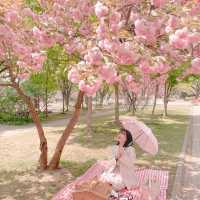 보라매공원 겹벚꽃 보러가세요🌸💓🌸