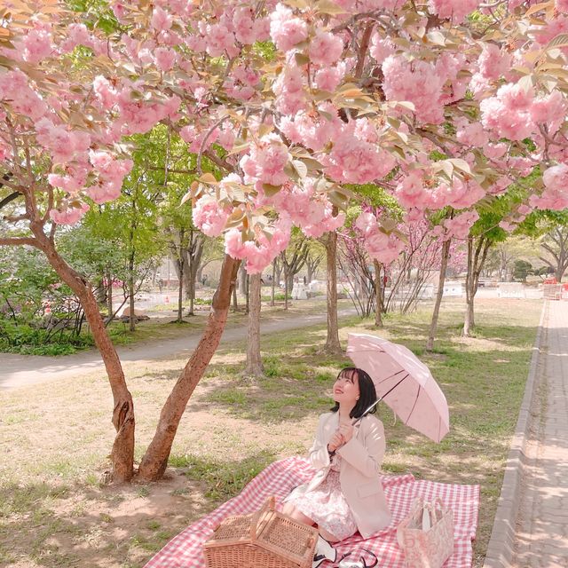 보라매공원 겹벚꽃 보러가세요🌸💓🌸