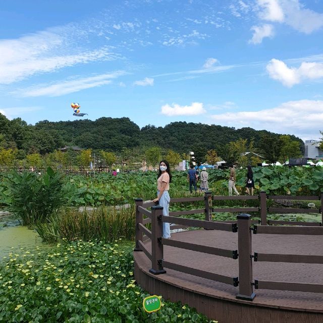 경남 함양 산삼축제에서 여러꽃과 연꽃구경