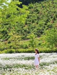 계란후라이꽃 샤스타데이지 천국🌼🤍
