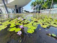 Floating lily pads