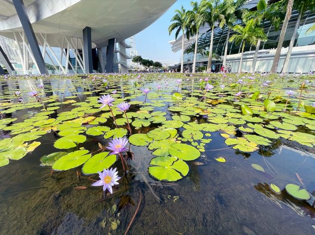 Floating lily pads