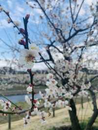 Cherry Blossom in Japan