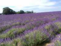 Mayfield Lavender Farm