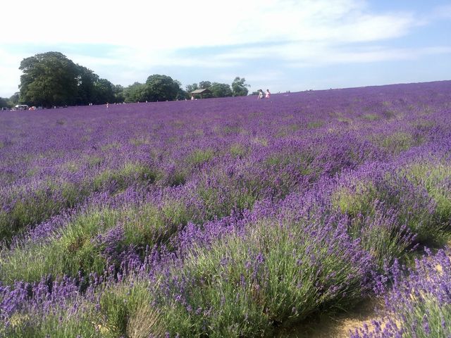 Mayfield Lavender Farm