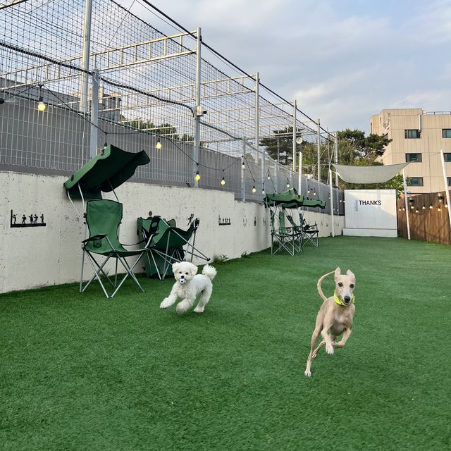 용인에서 가장 유명한 강아지동반카페🐶