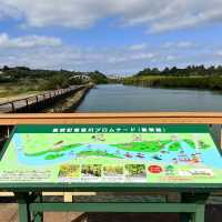 【沖縄・本島】本島でも楽しめるマングローブ林