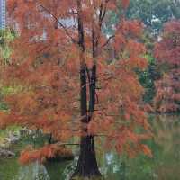 冬季限定: 北區公園之落羽松