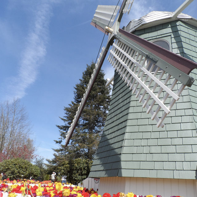 ก็ ทิวลิป ไปเลยสิจ๊ะ