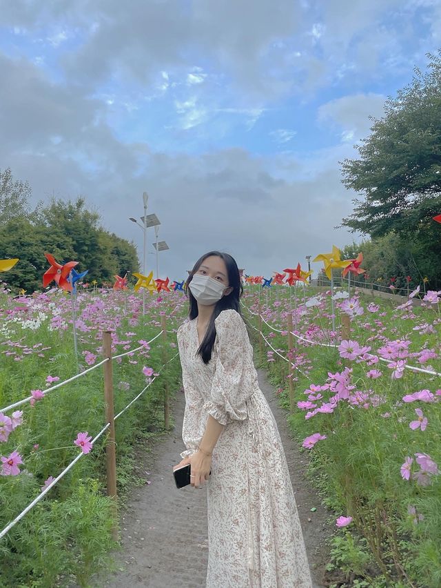 서울 코스모스 꽃 구경 :: 올림픽공원 들꽃마루🌼