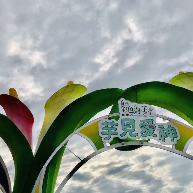 桃園彩色海芋季🌈芋見愛神💘真愛滿天下