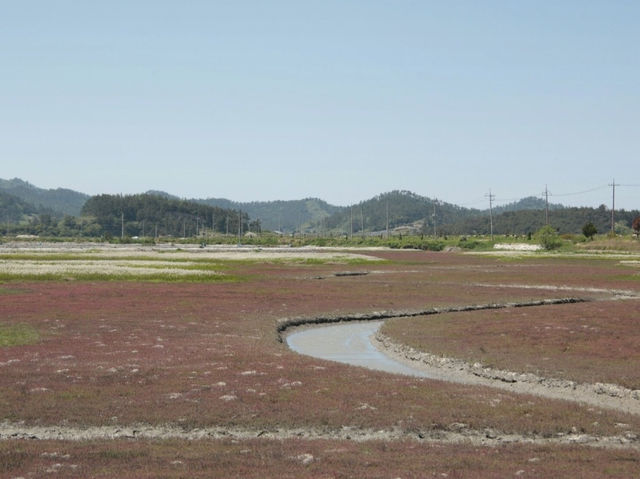 증도 갈대밭
