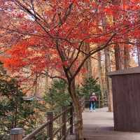 Autumn in Jangtaesan 