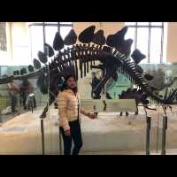 มาเที่ยว American Museum of Natural History ค่ะ