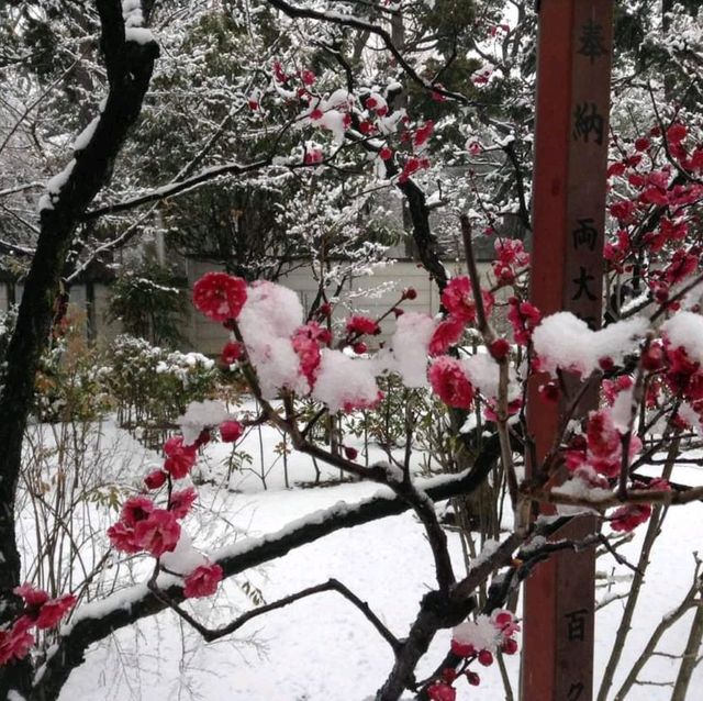 หนาวจับใจ..ได้สัมผัสหิมะแรกในชีวิตที่ Ueno