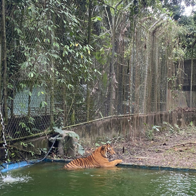 A day in Zoo Negara 🦓🦧🐑🦜🦩🦥