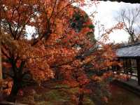 東福寺 · 紅葉