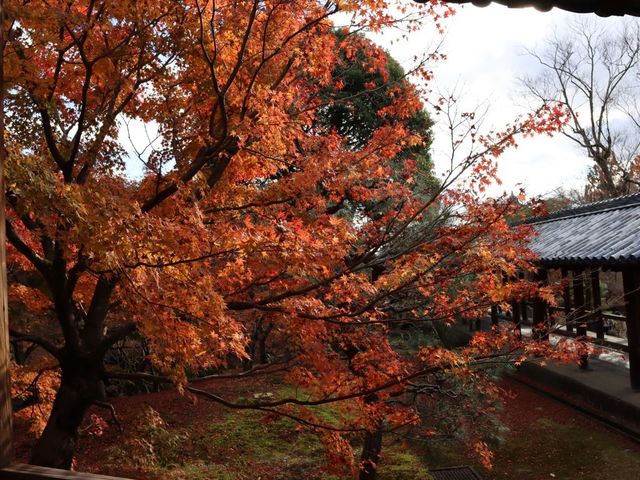 東福寺 · 紅葉